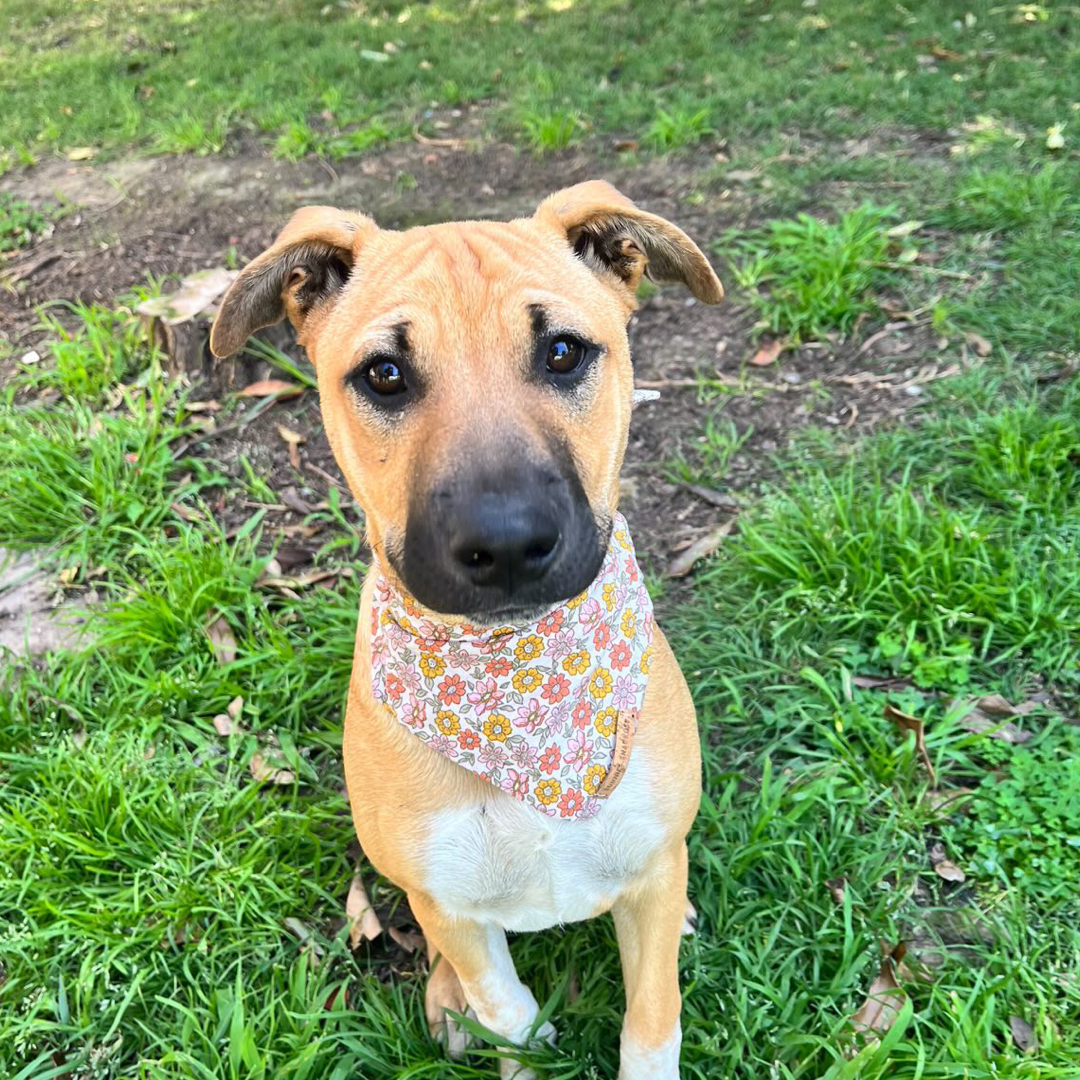Aki Bandana