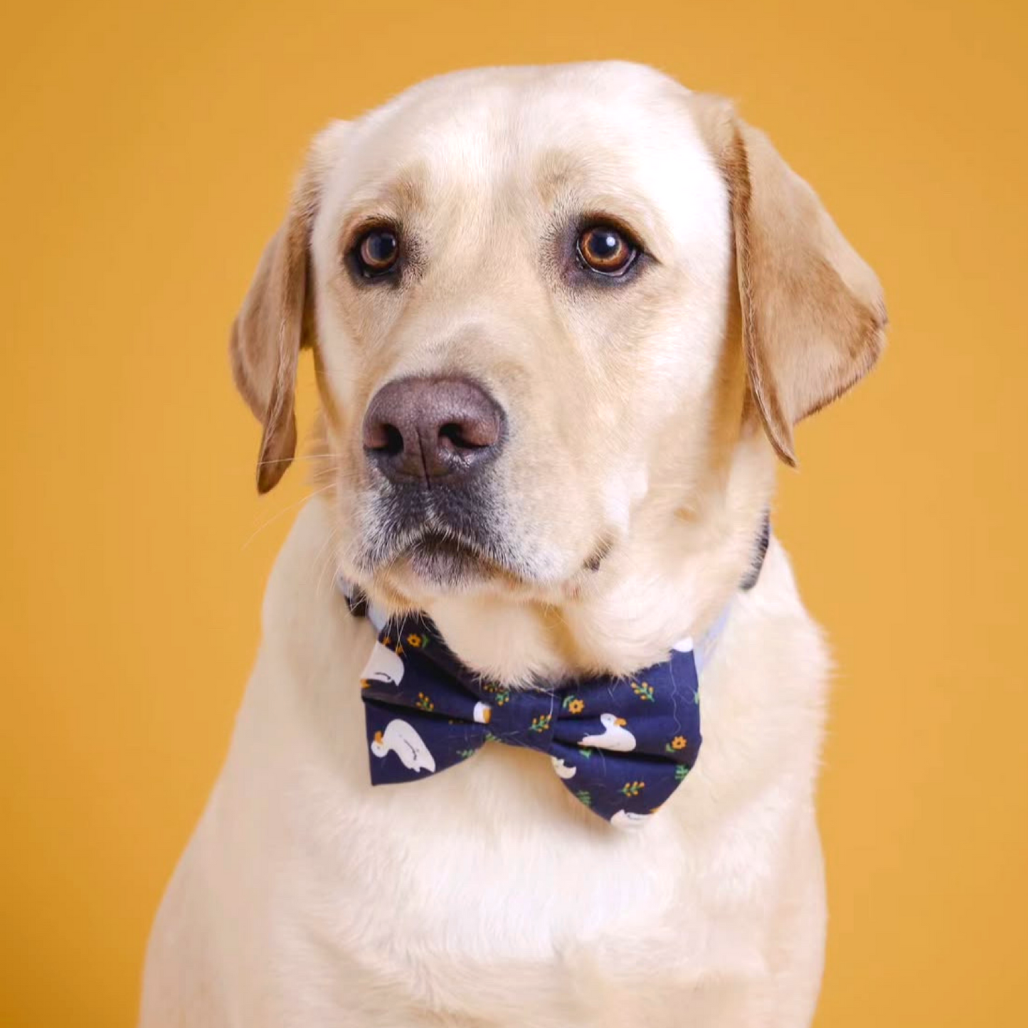 Goose Bow Tie