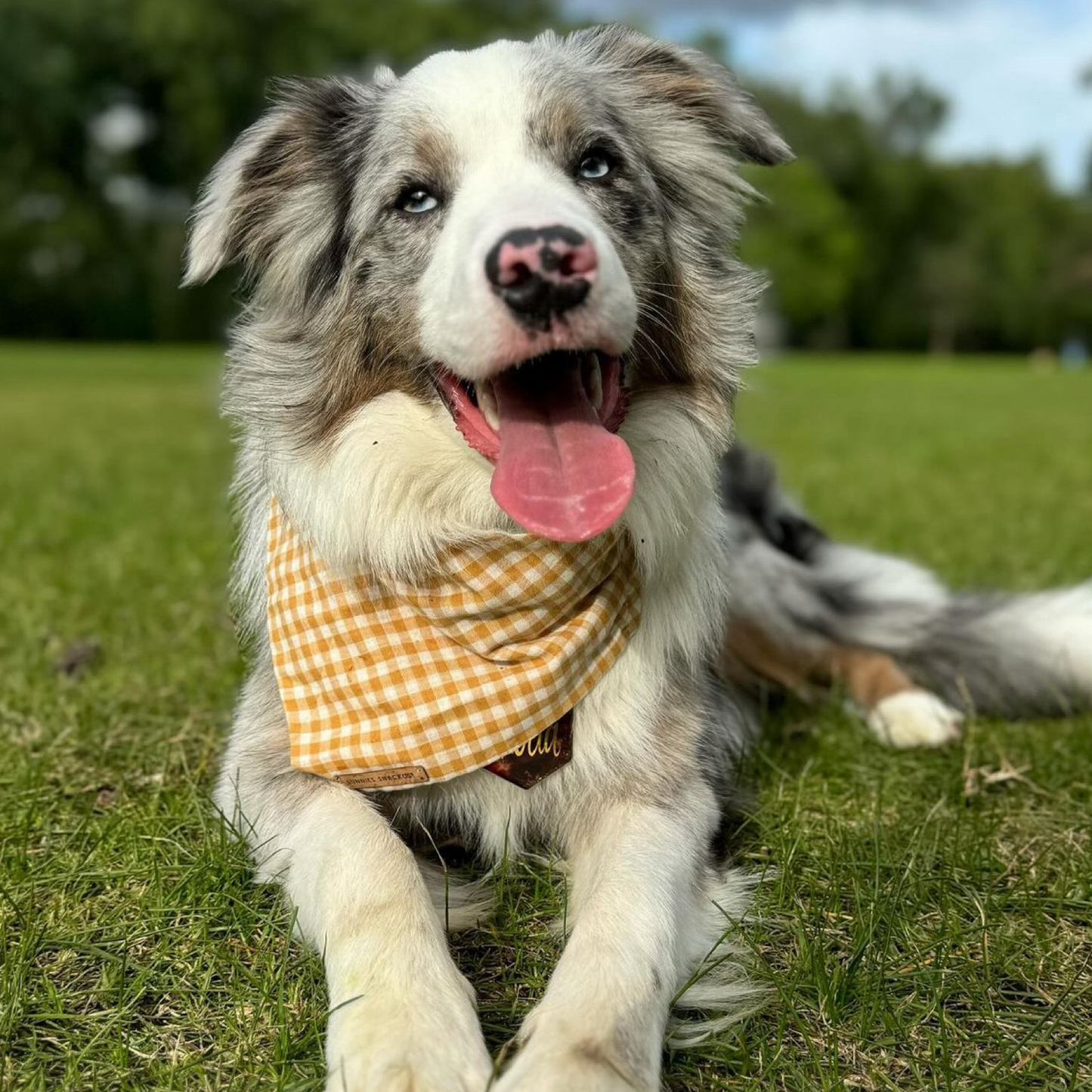 Butterscotch Bandana