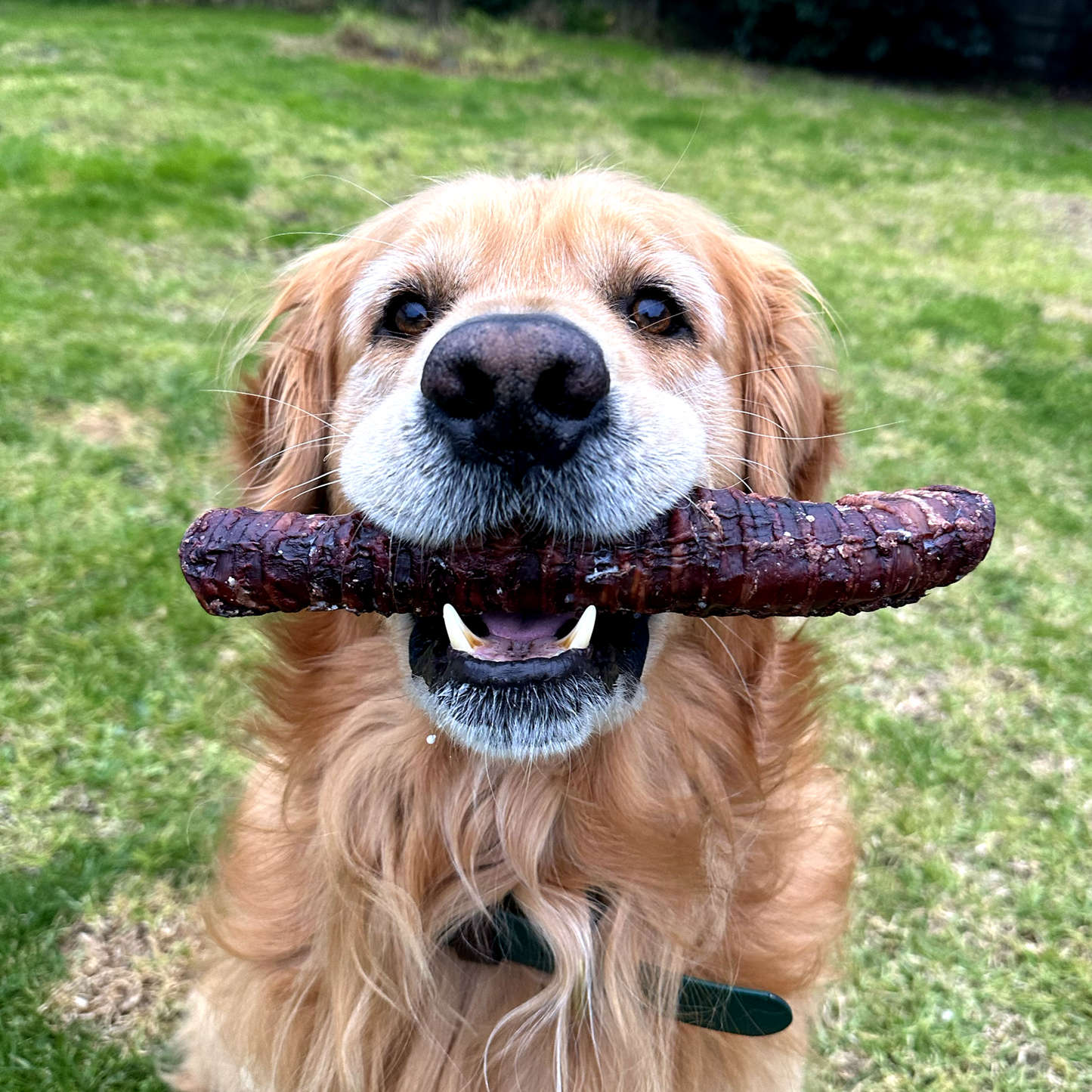 Beef Trachea