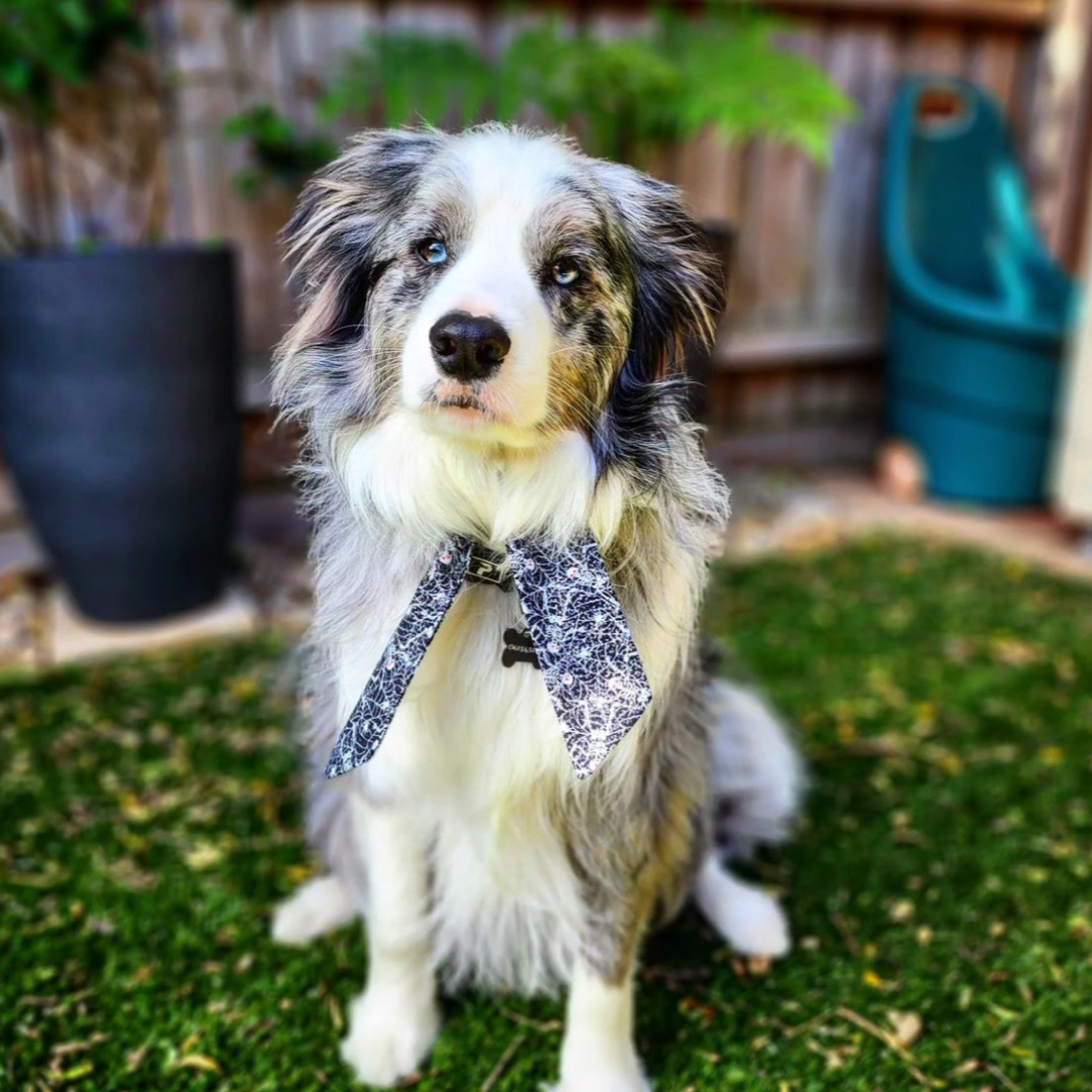 Webby Neckerchief
