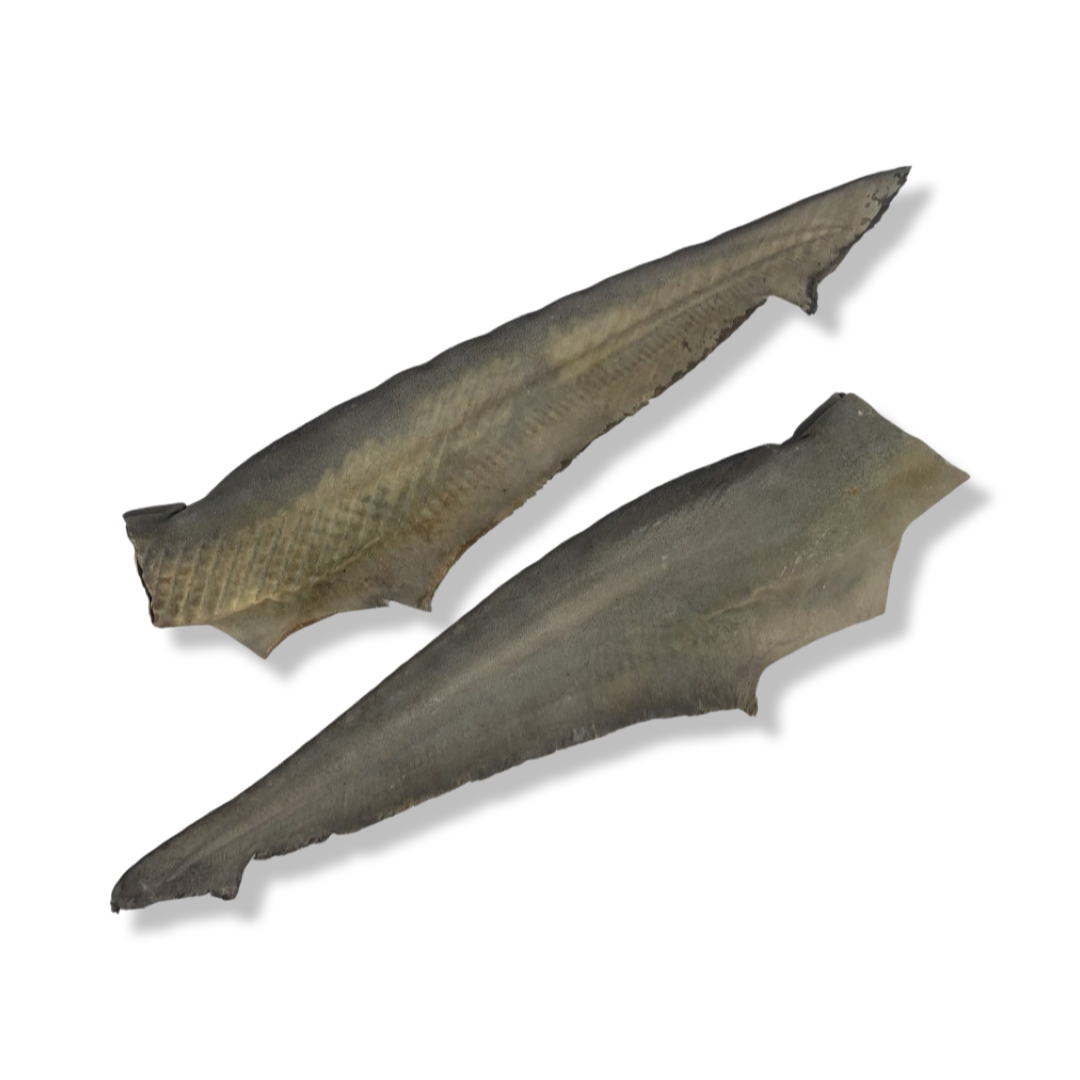Shark Tail