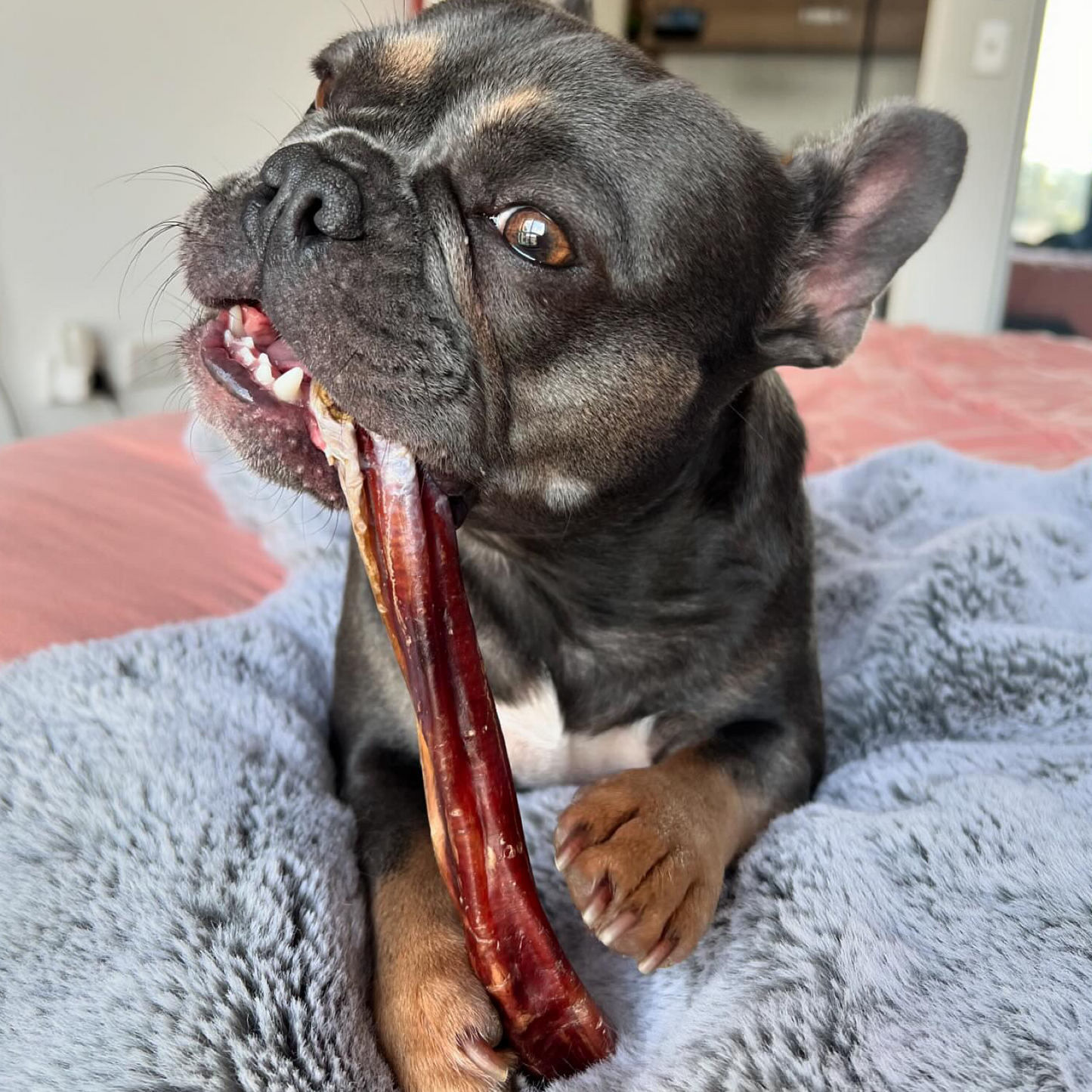 Bully Stick