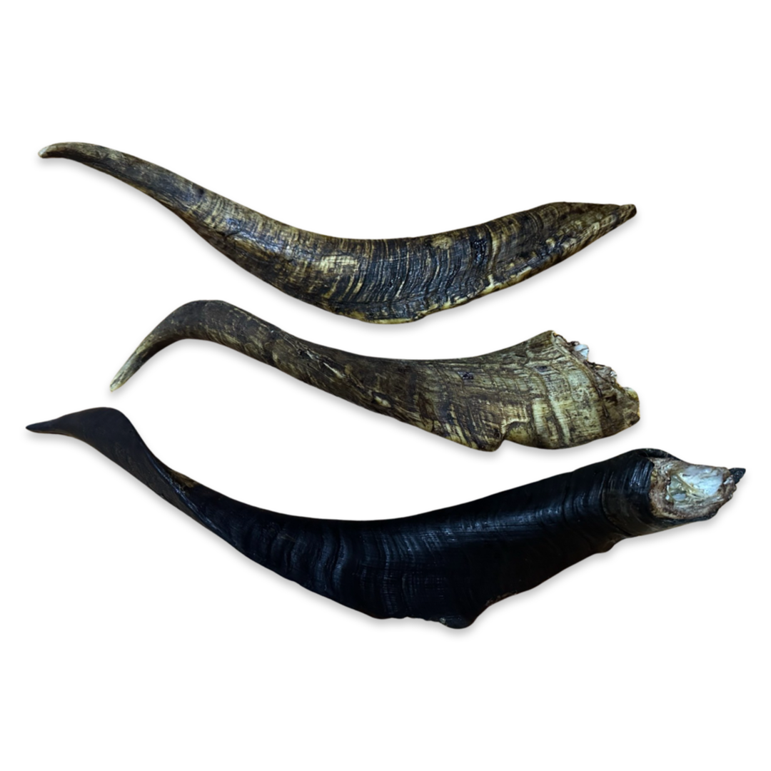 Giant Goat Horn with Marrow