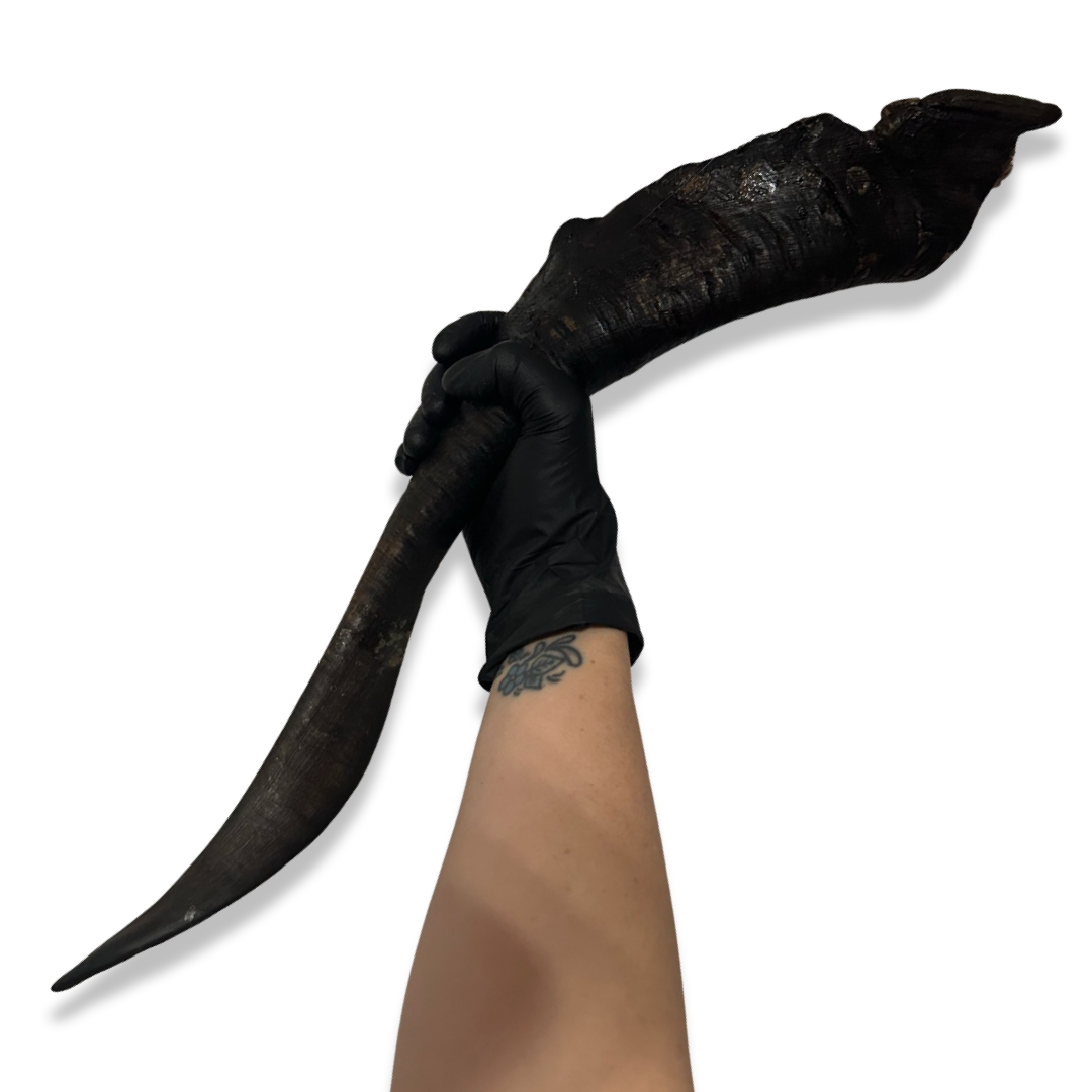 Giant Goat Horn with Marrow