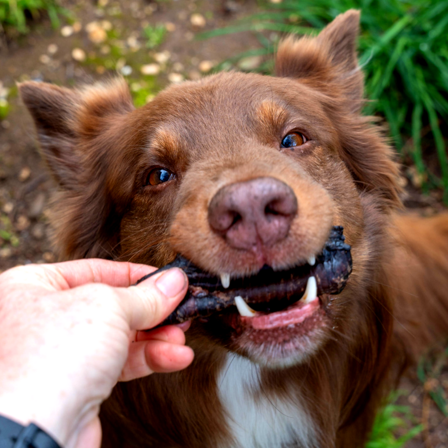 Kangaroo Trachea