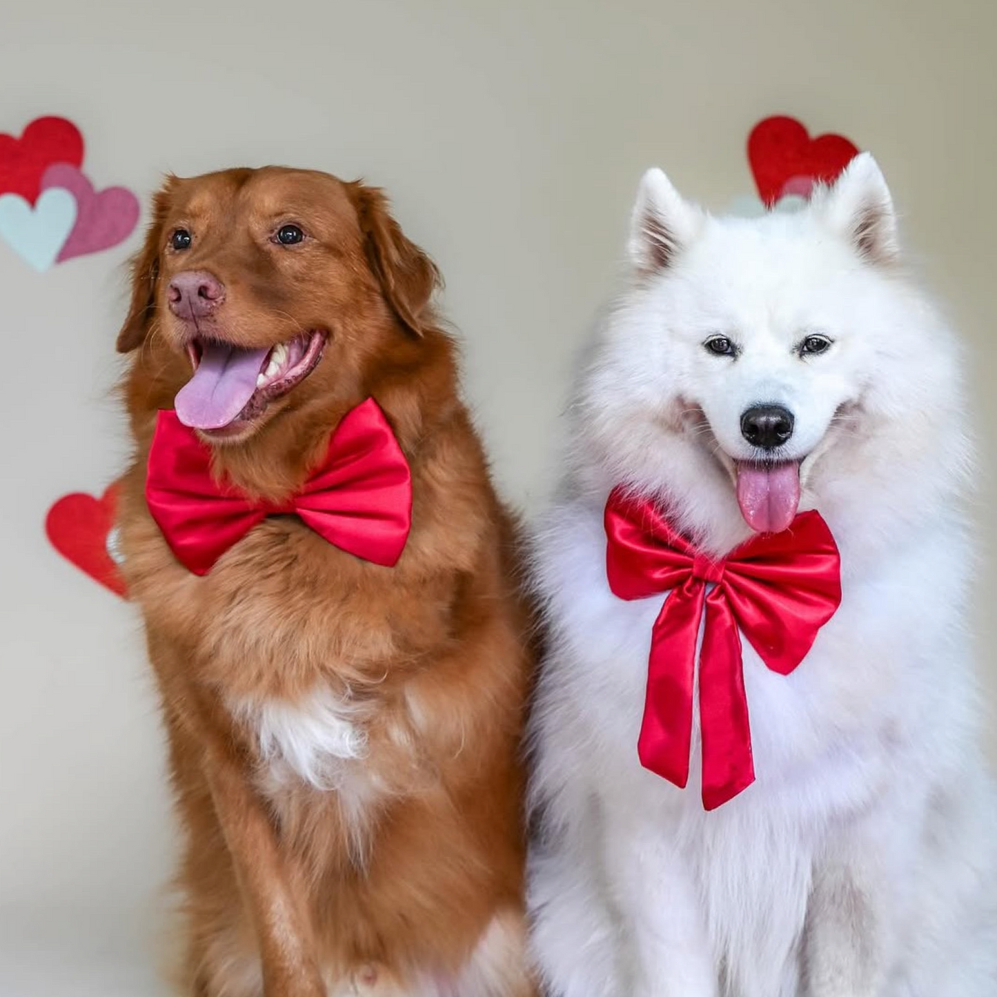 Amore Bow Tie