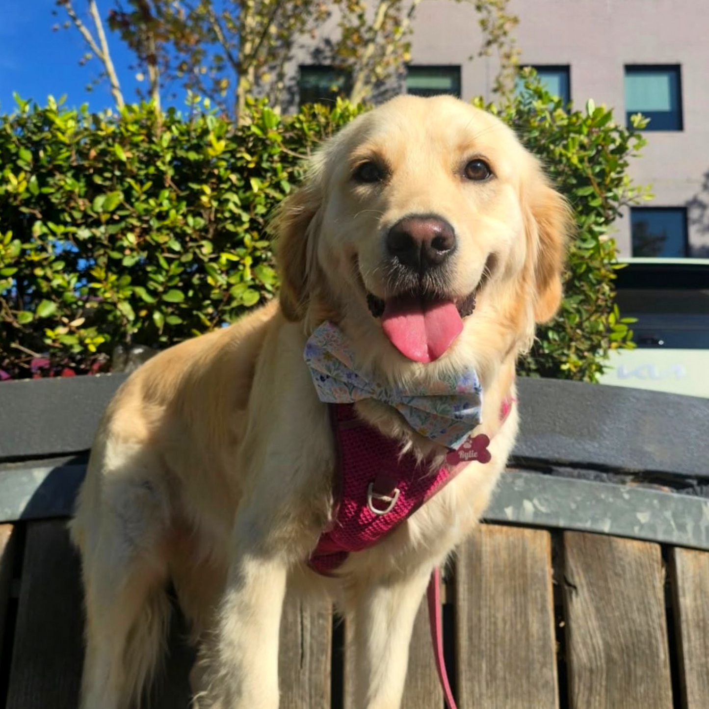Sunday Bow Tie