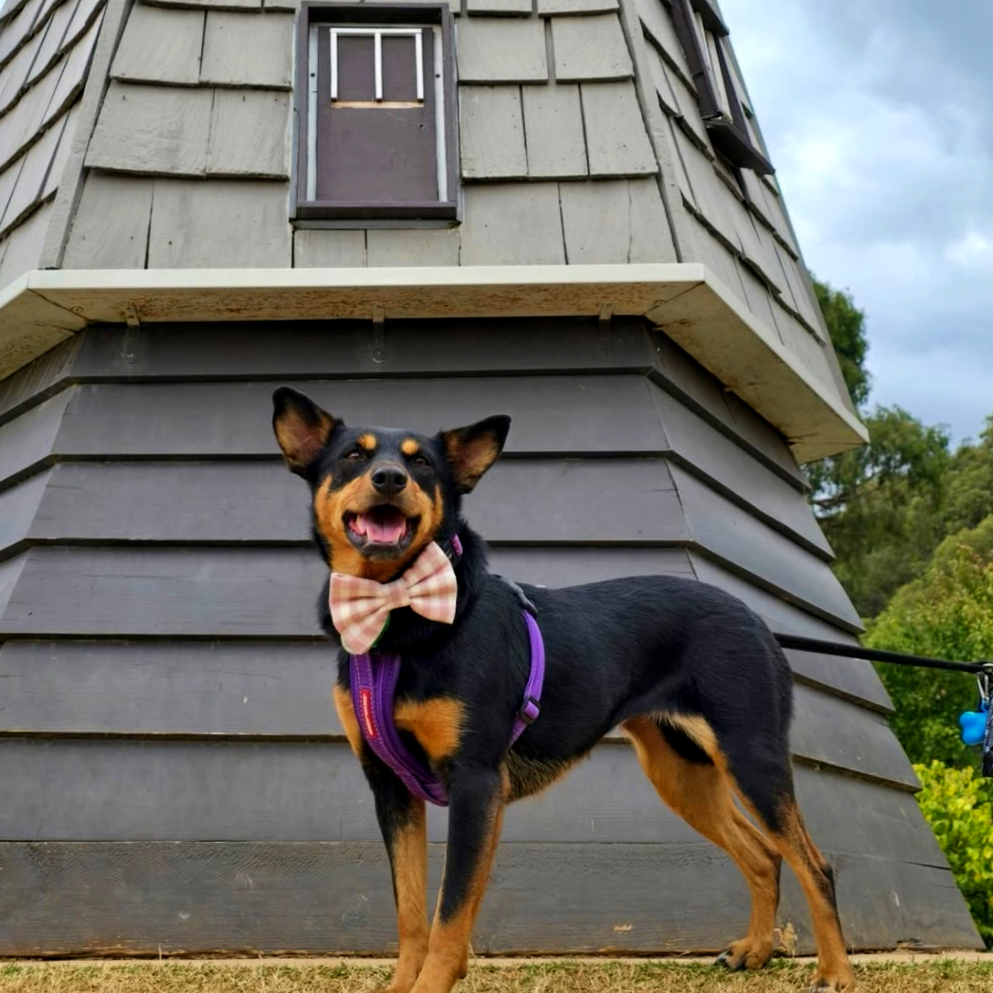 Berry Bow Tie