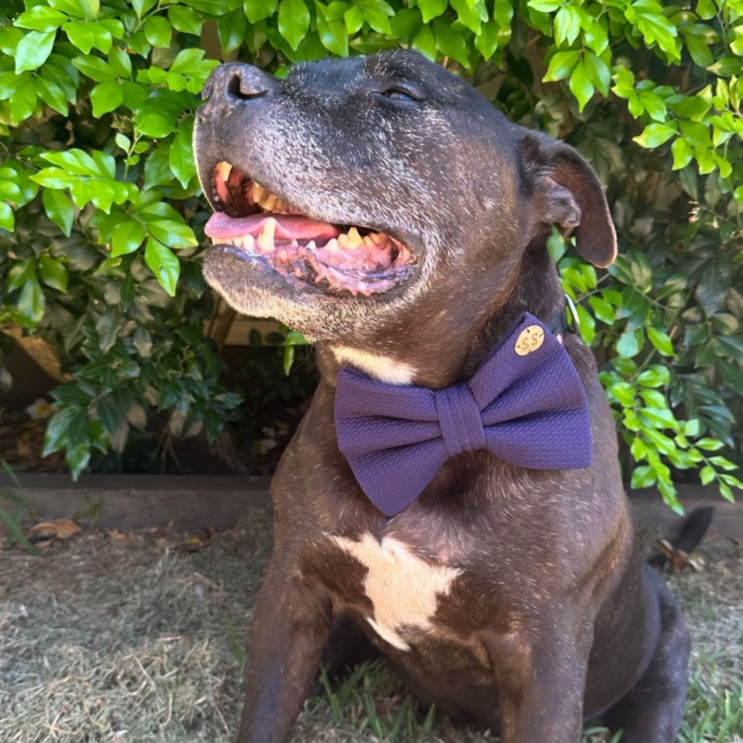 Blueberry Bow Tie