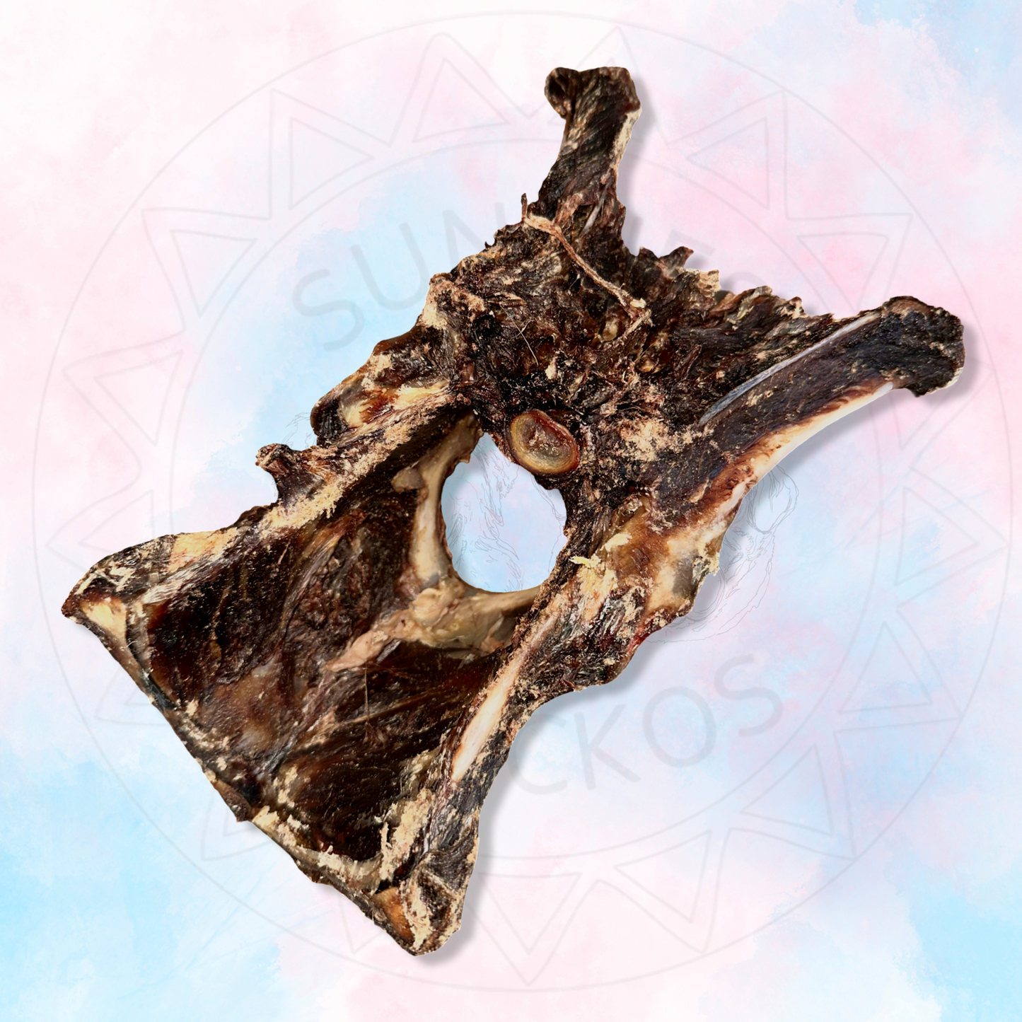 Wallaby Pelvis
