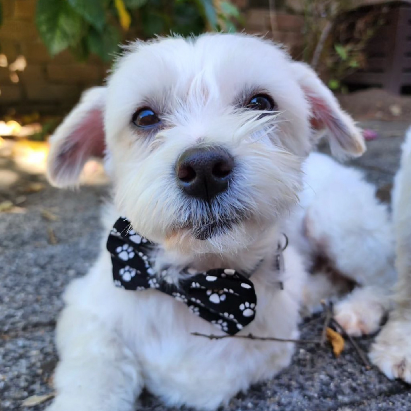 Paws Bow Tie