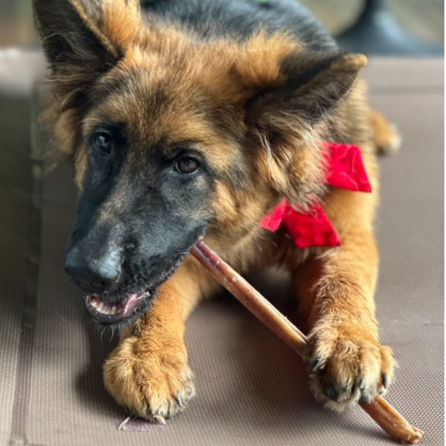 Bully Stick