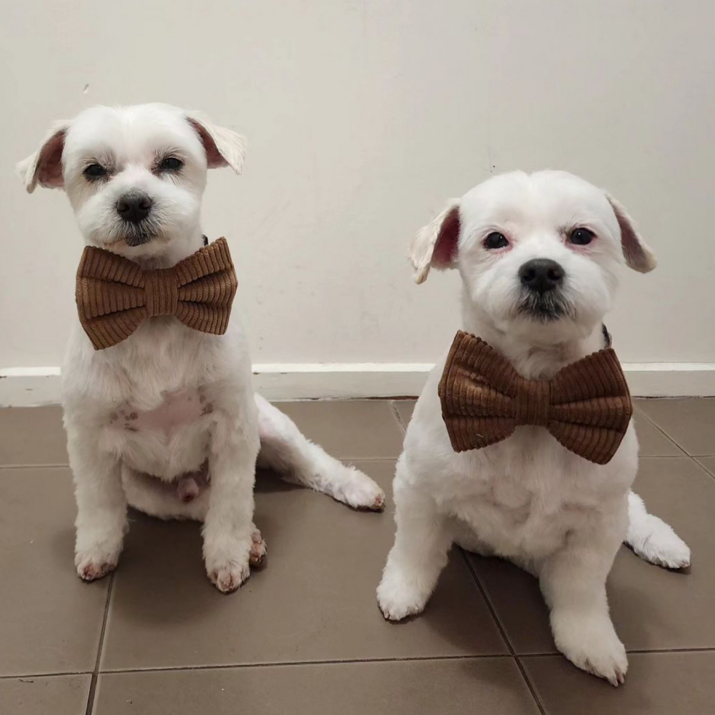 Kenai Bow Tie - Large