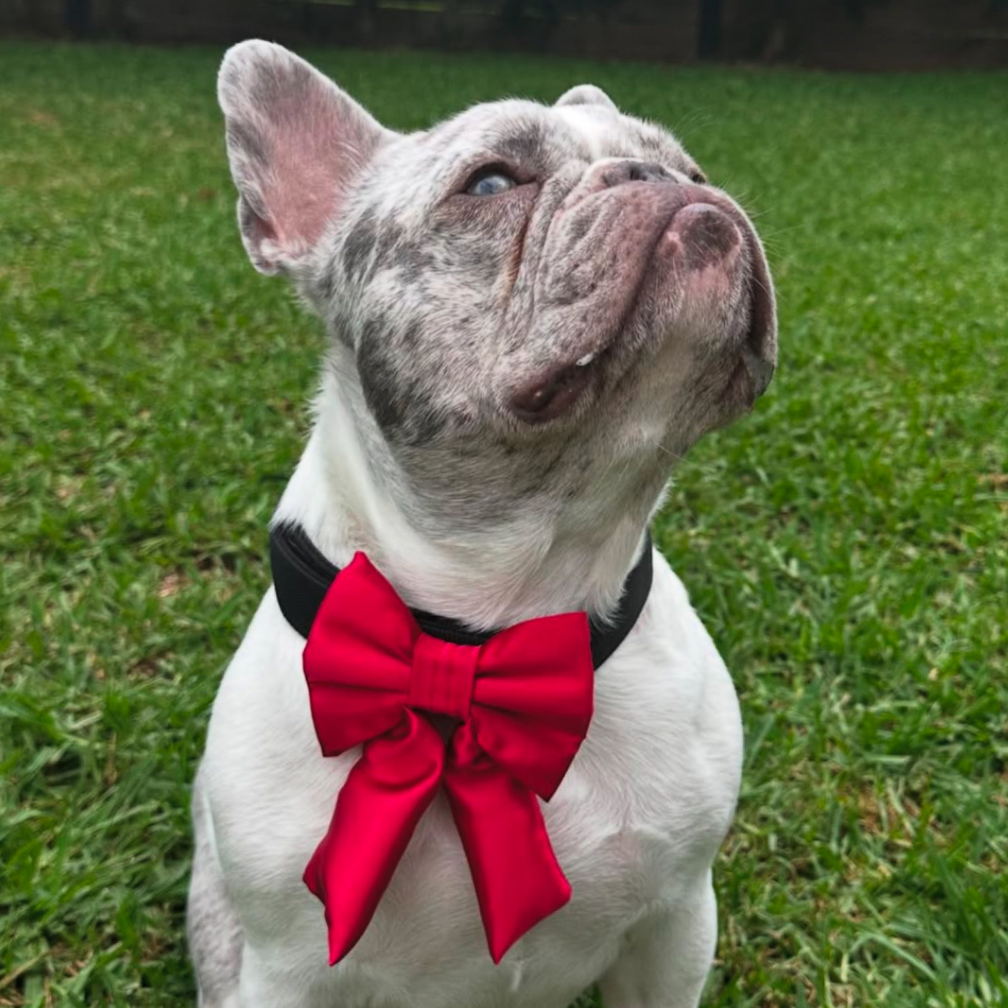 Amore Sailor Bow