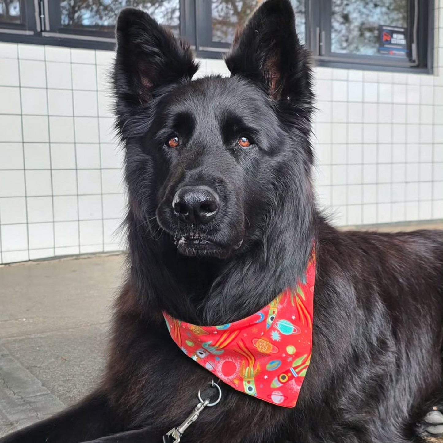 Astro Bandana