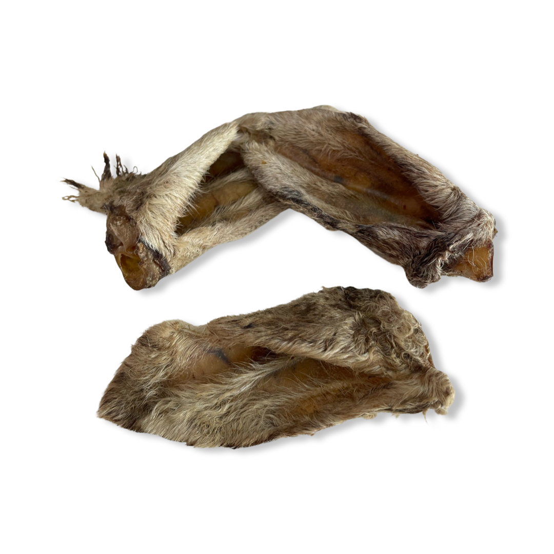 Wooly Sheep Ear