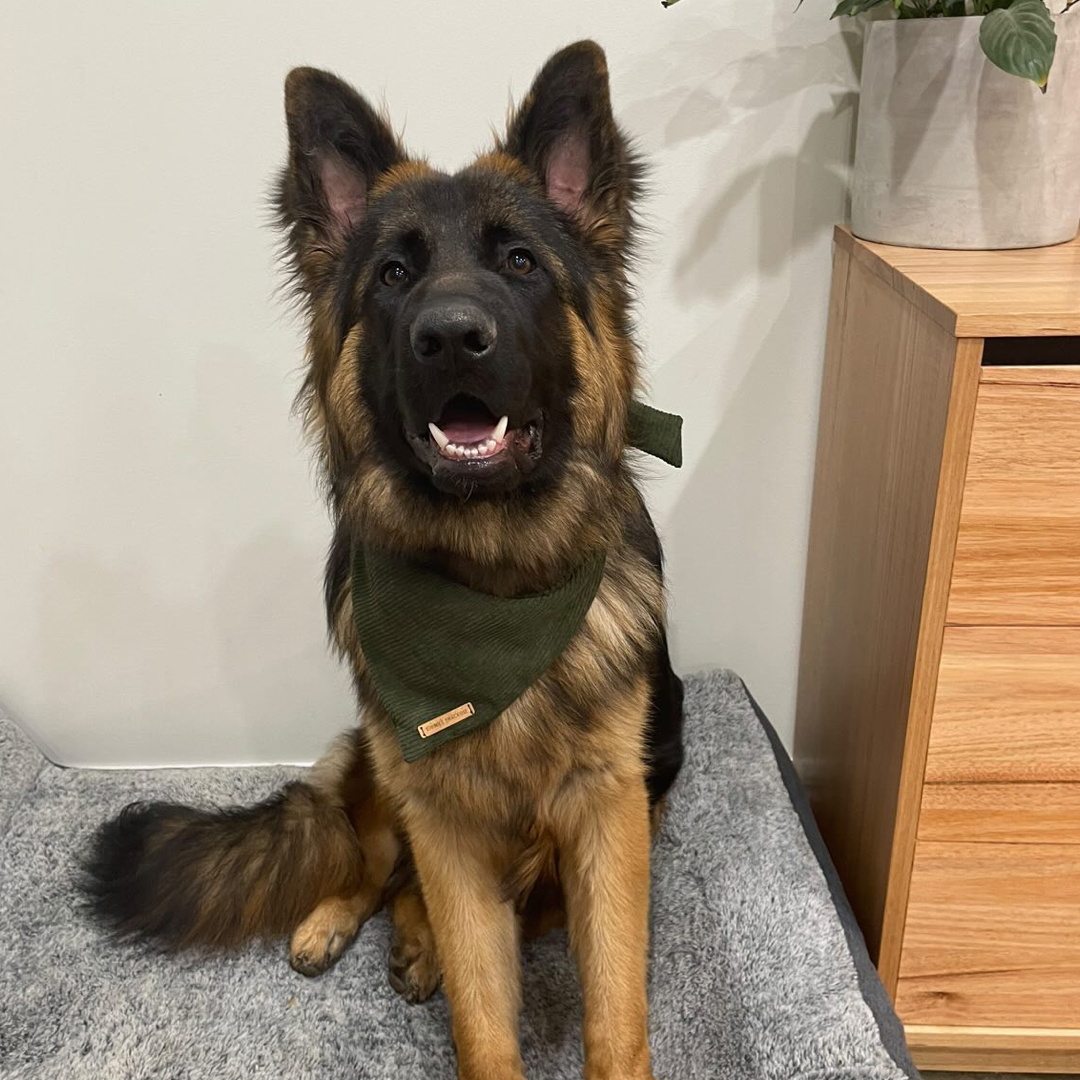 Denahi Bandana
