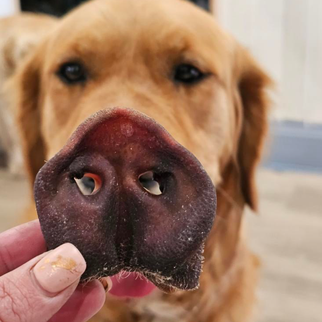 Pork Snout