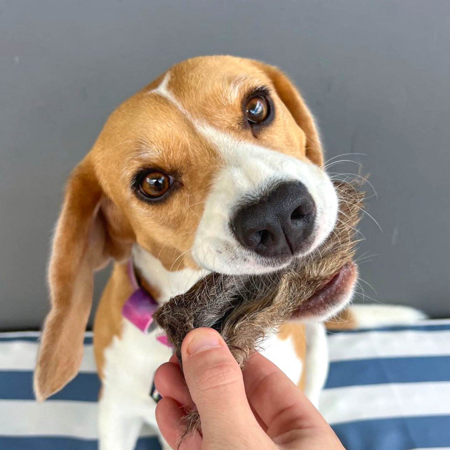 Furry Kangaroo Ears