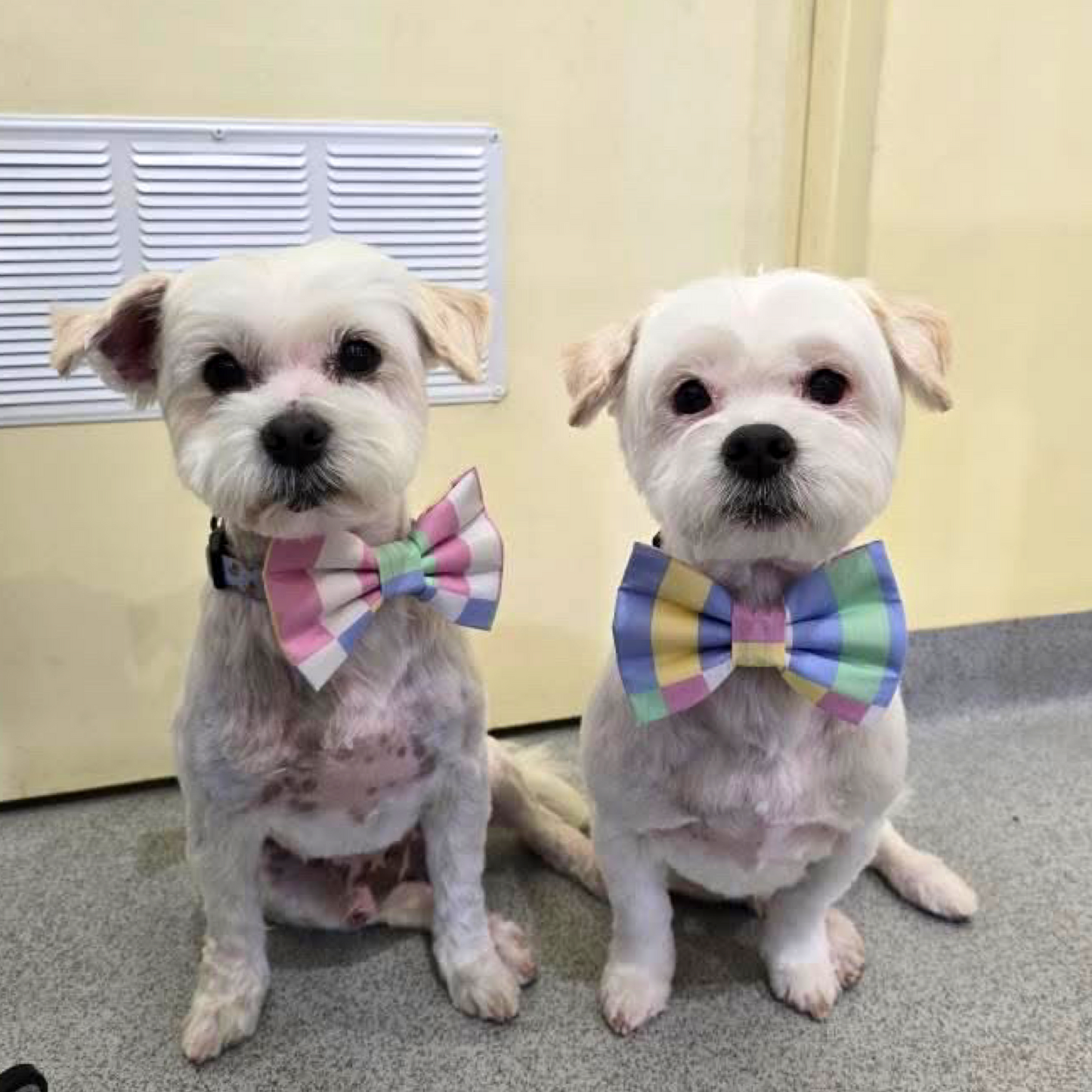 Arley Bow Tie