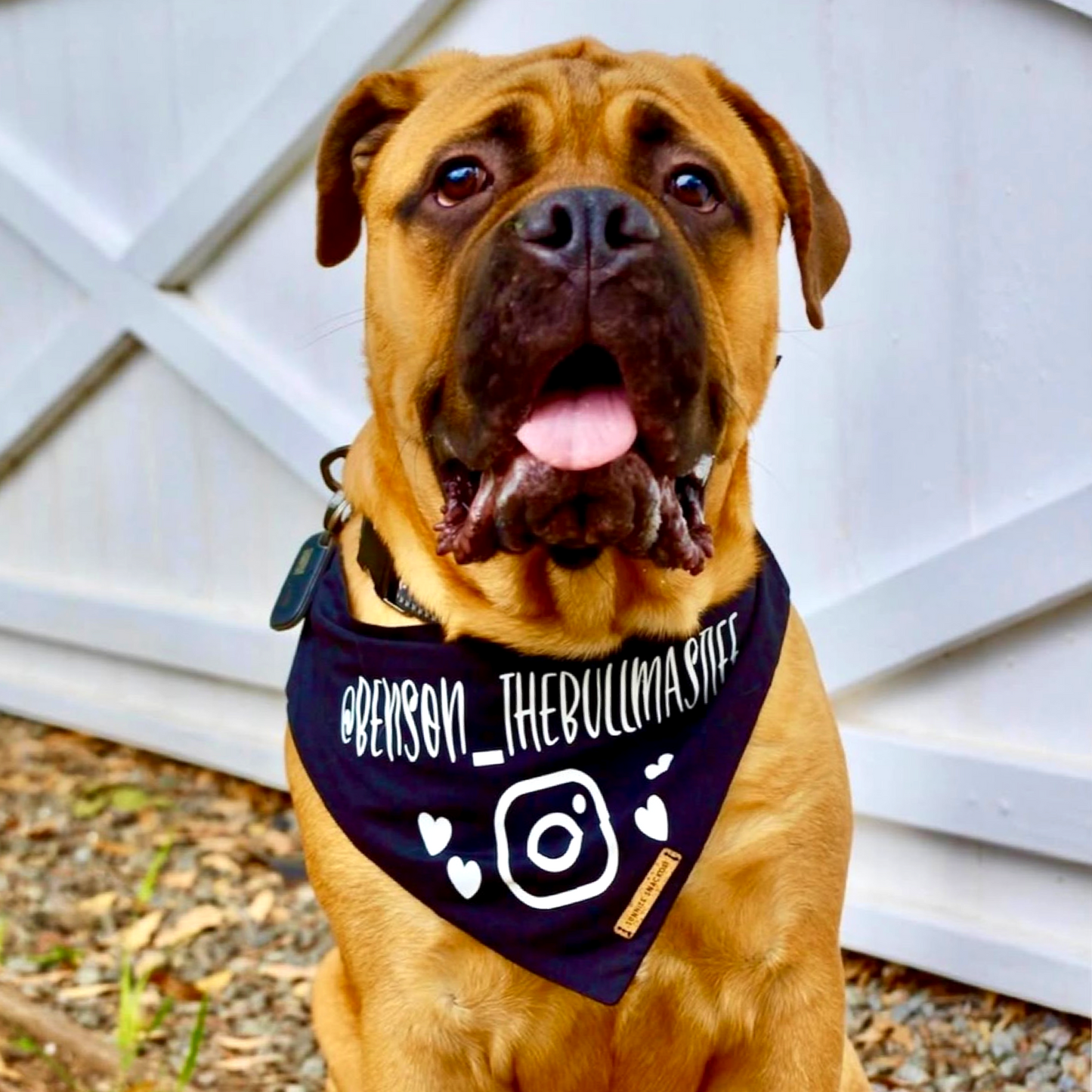 Midnight Bandana