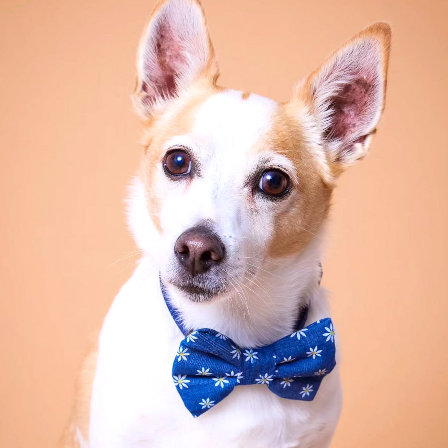 Millie Bow Tie