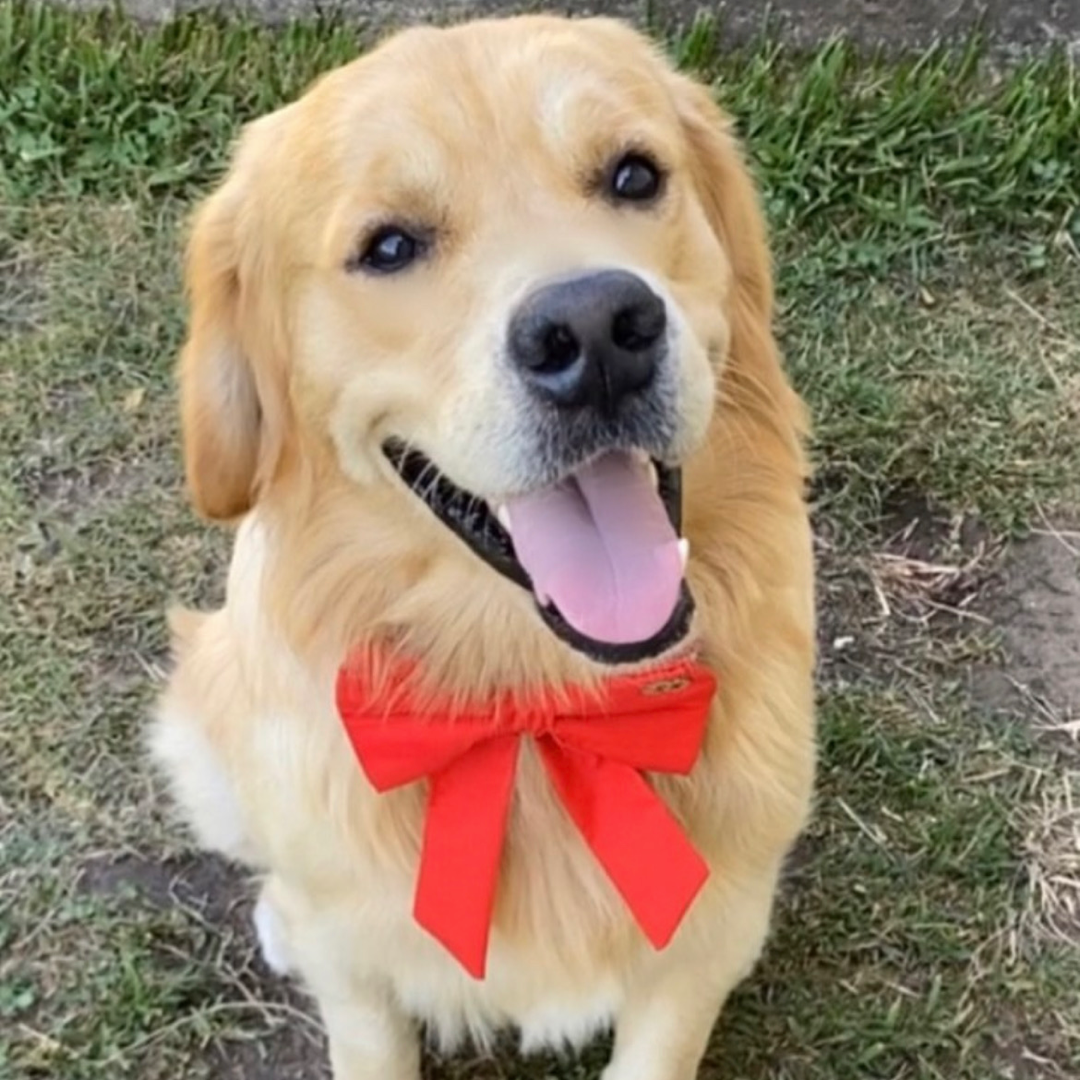 golden retriever wearing blaze red sturdy sailor bow