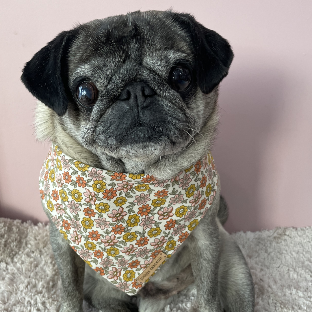 Aki Bandana