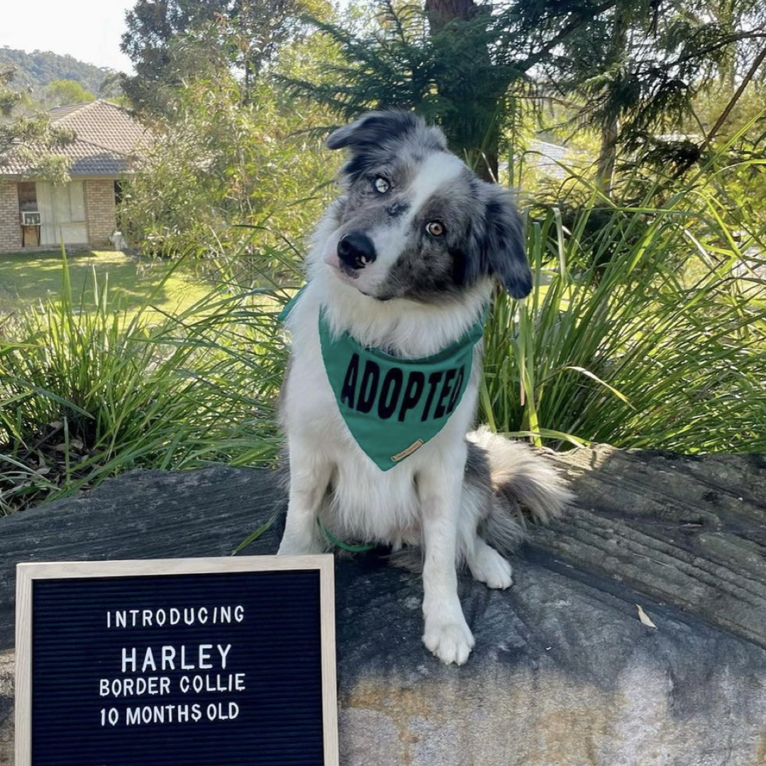 Moss Bandana