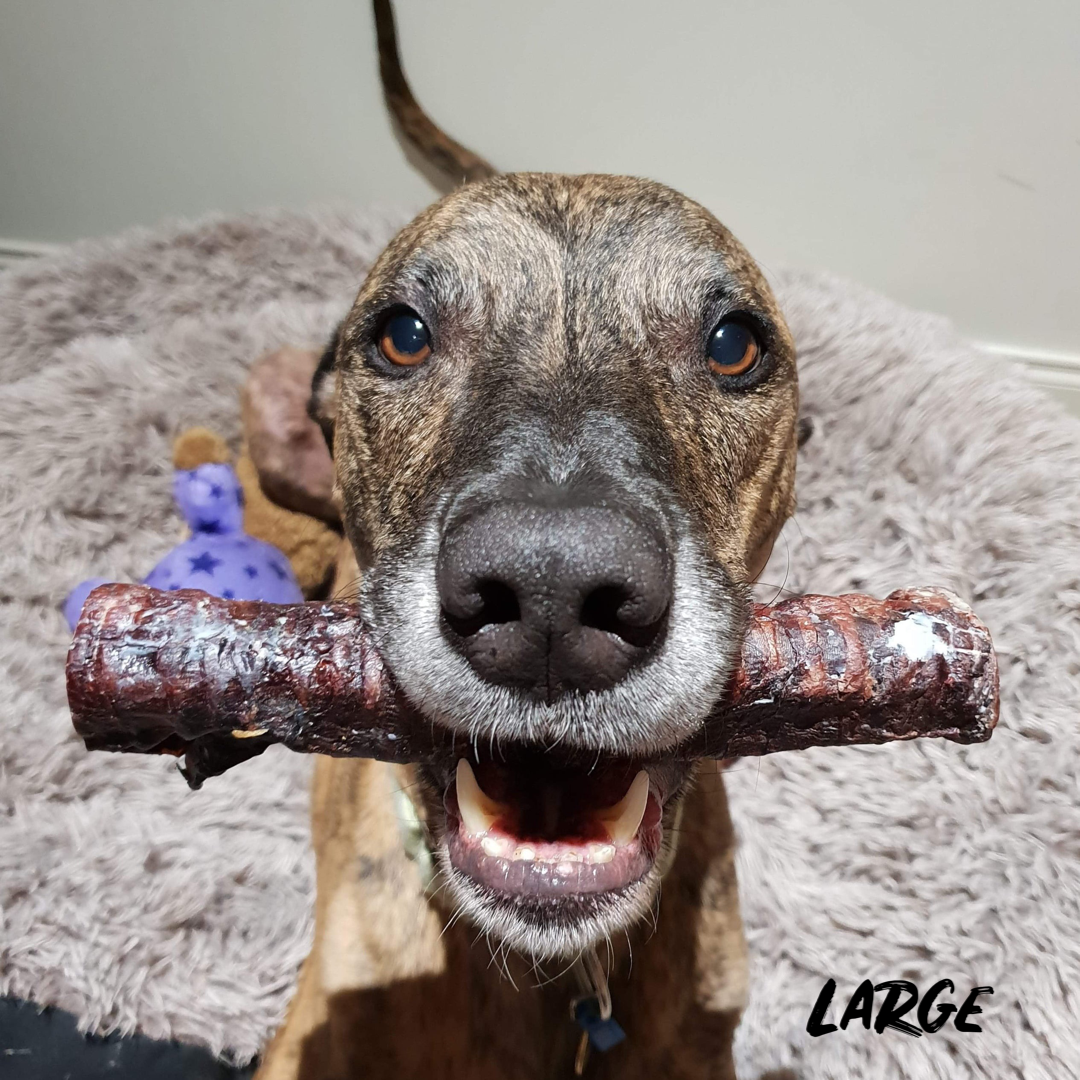 Beef Trachea