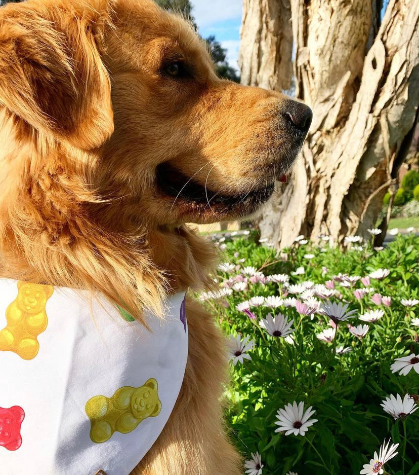 Gummie Bandana