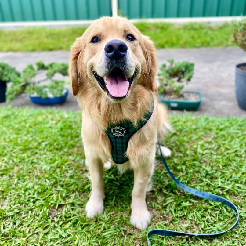 Hunter Harness