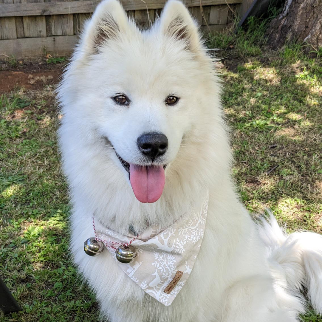 Fawn Bandana - Small