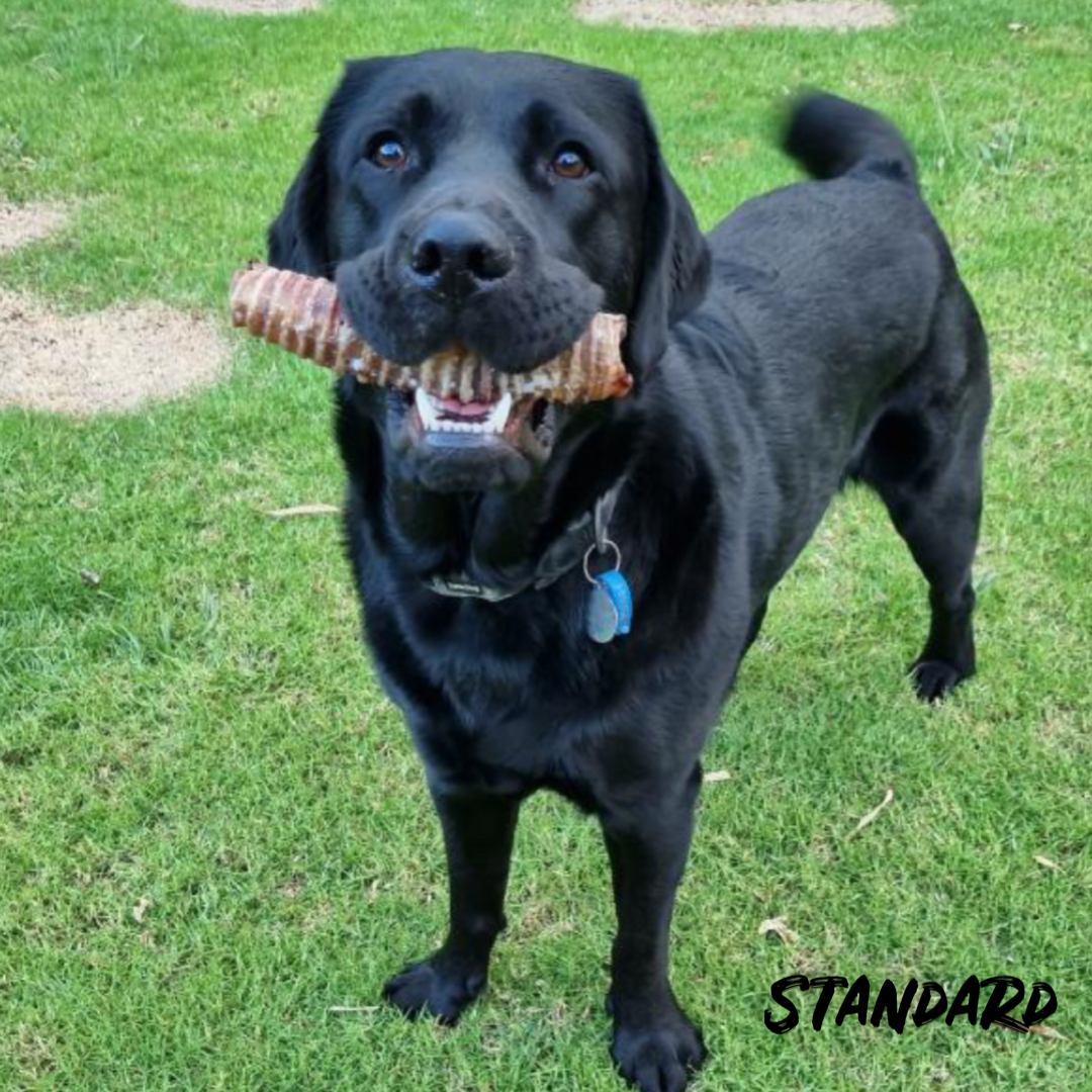 Beef Trachea