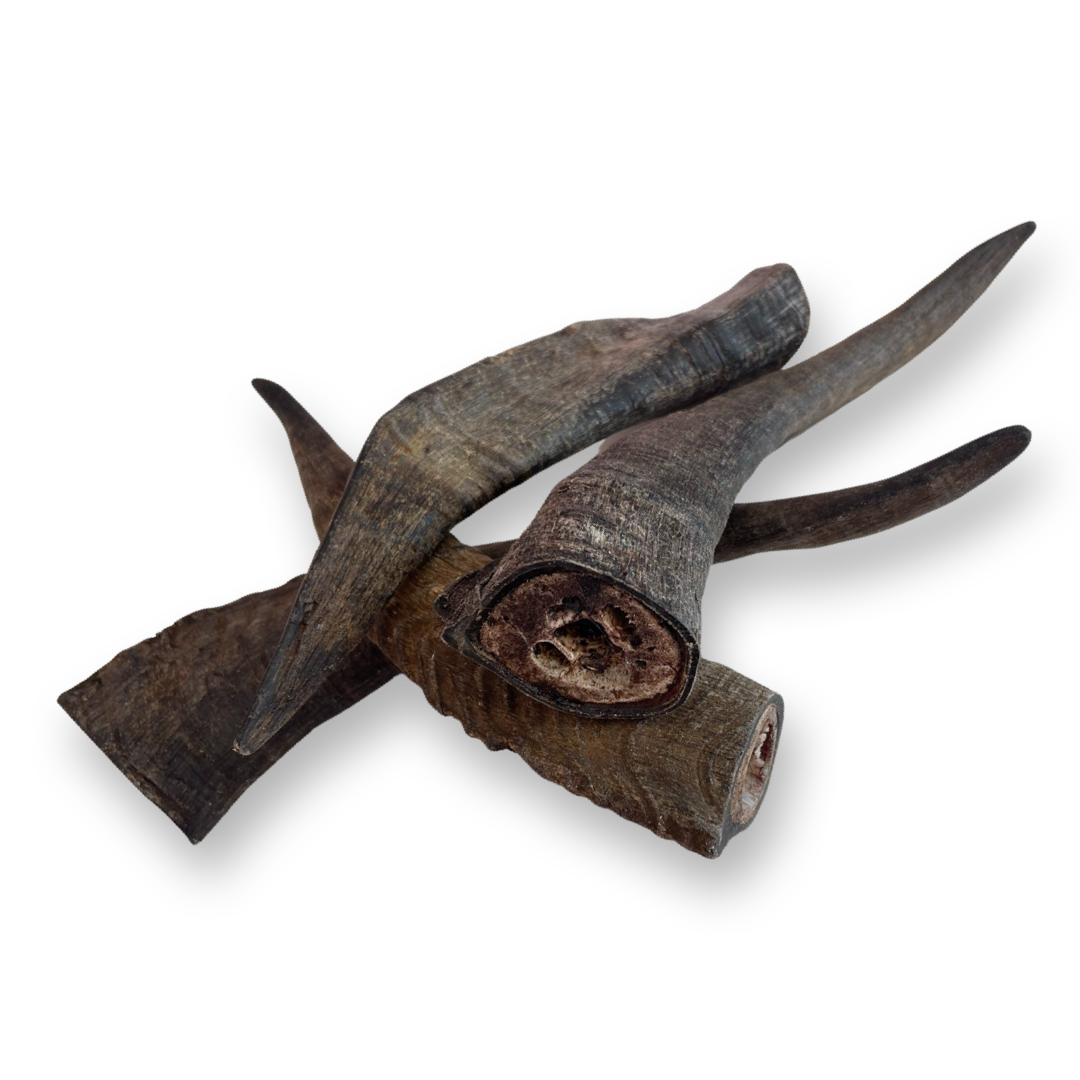 Large Goat Horn with Marrow