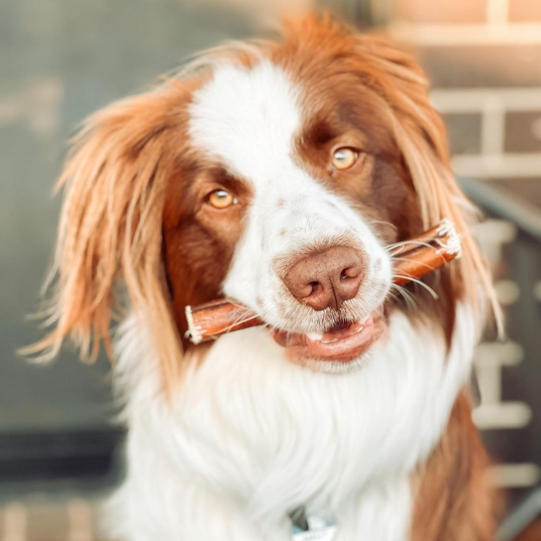 Bully Stick