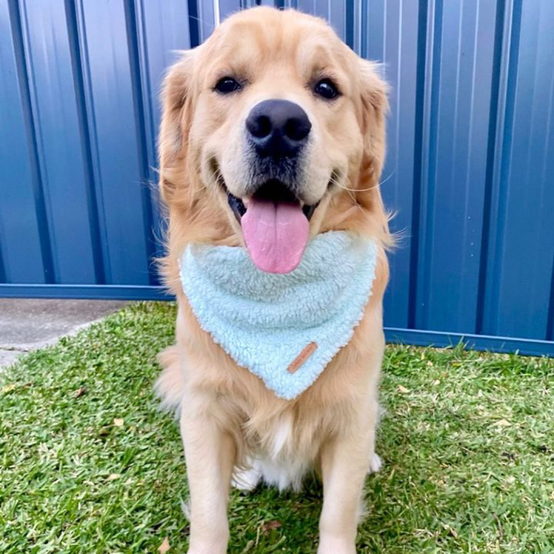 Kovu Bandana