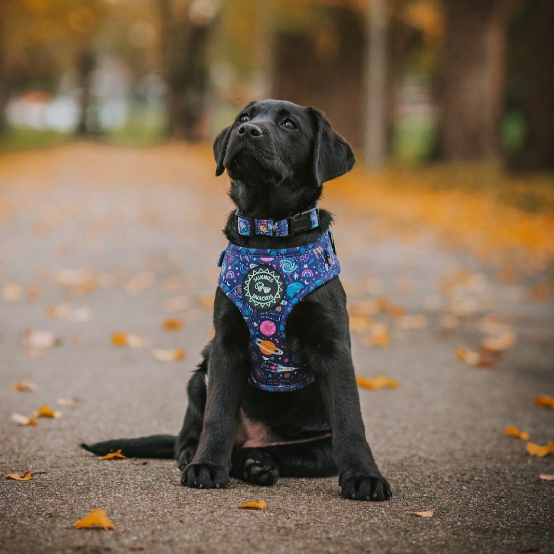 Out of this World Harness