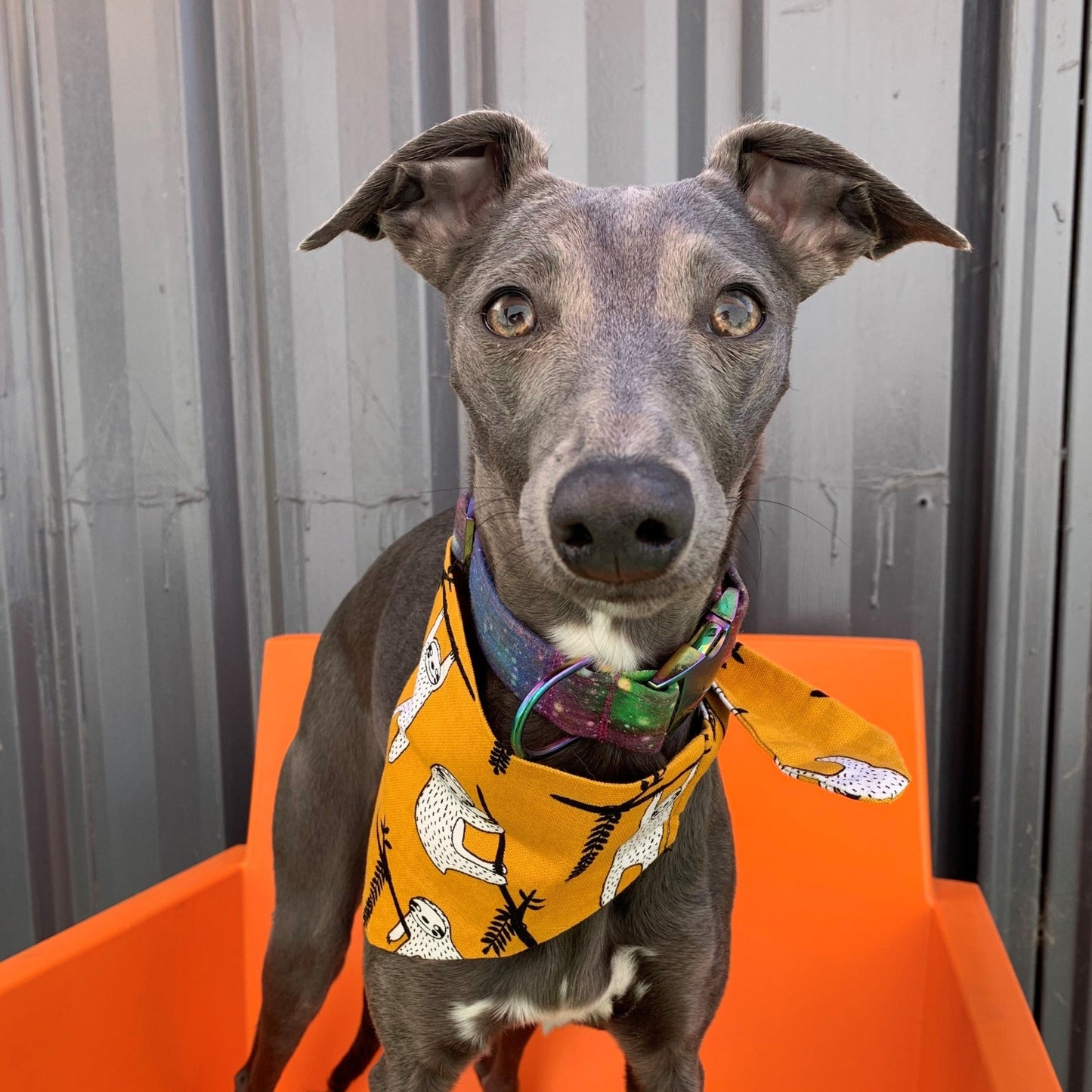Slinky Bandana
