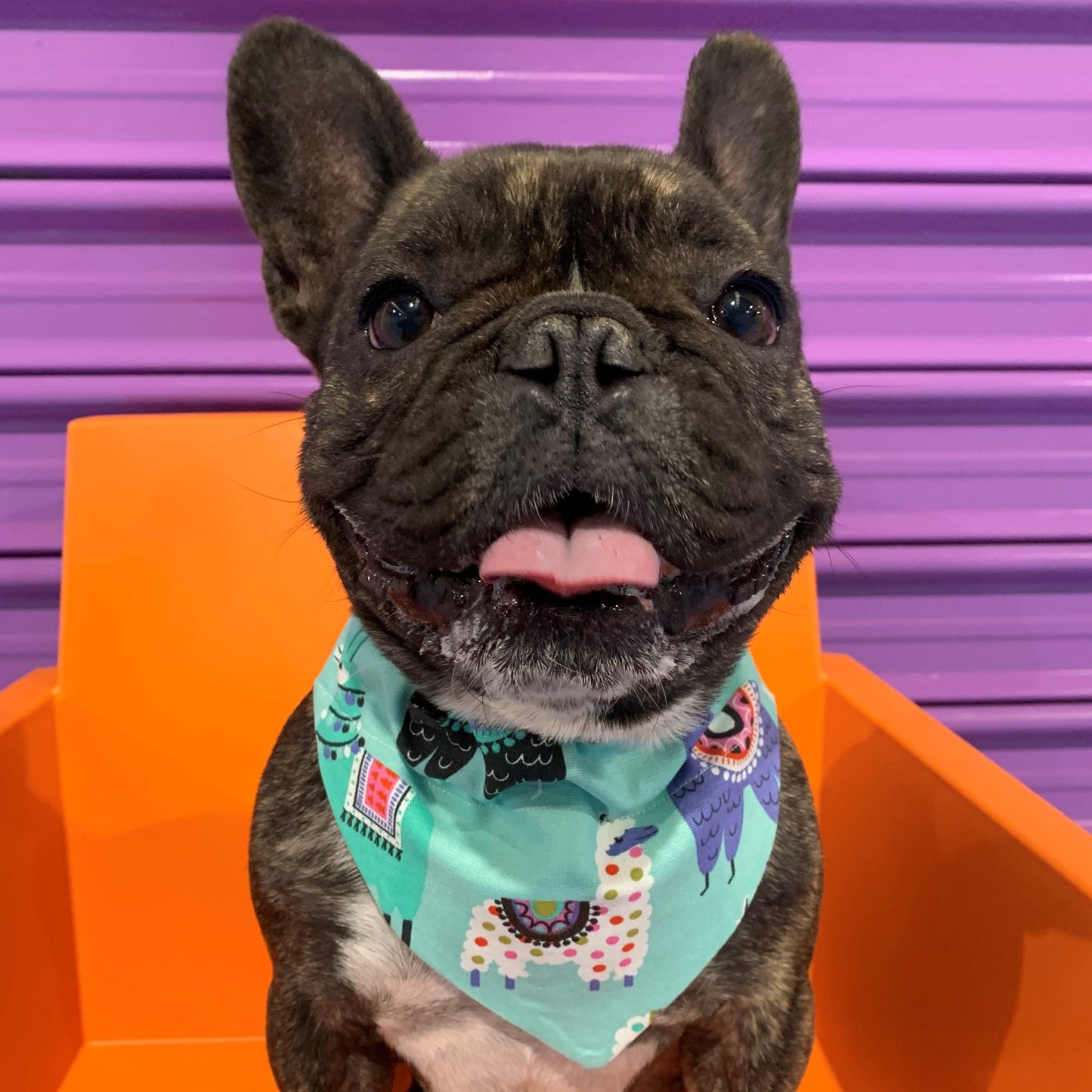 Mojo Bandana