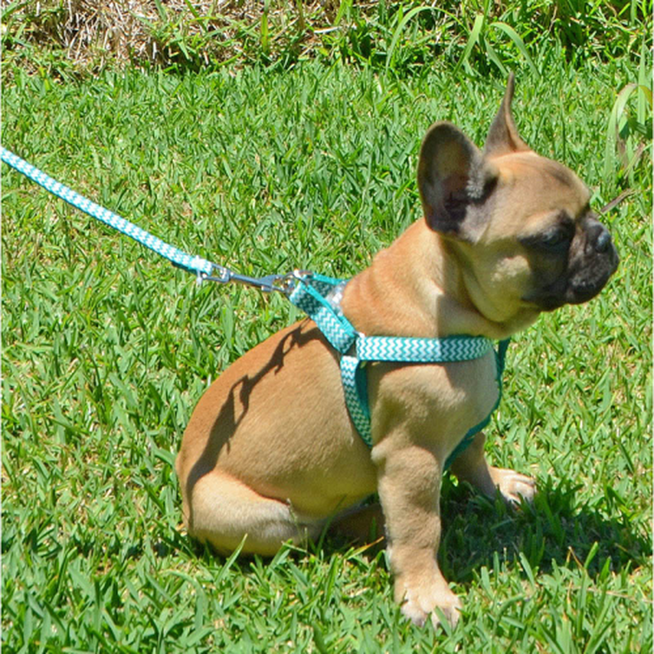 Ziggy Step-In Harness