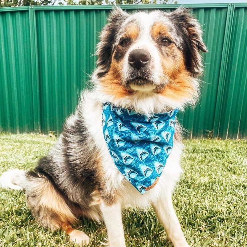 Finn Bandana