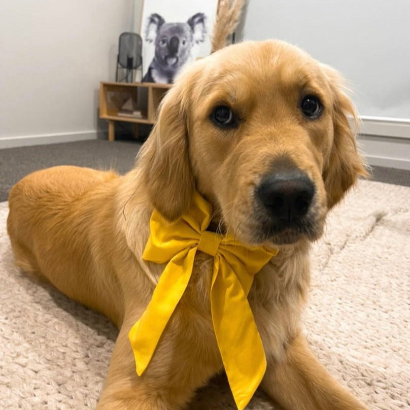 Sunshine Sailor Bow
