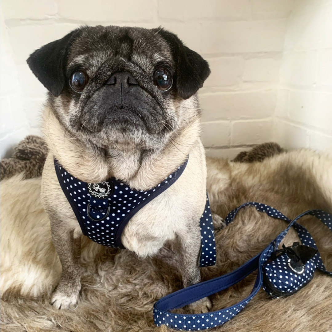 Cayo Harness