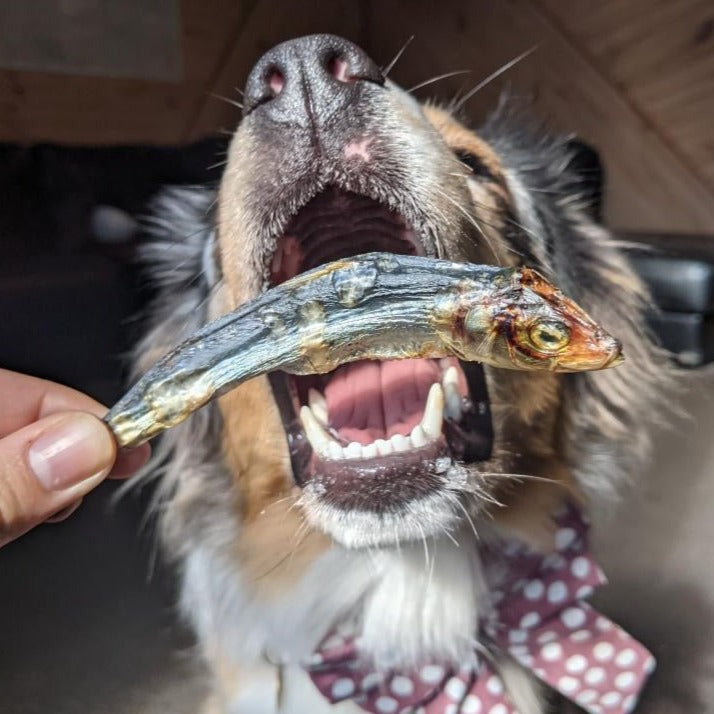 Sardines - Out of Season, be back soon!