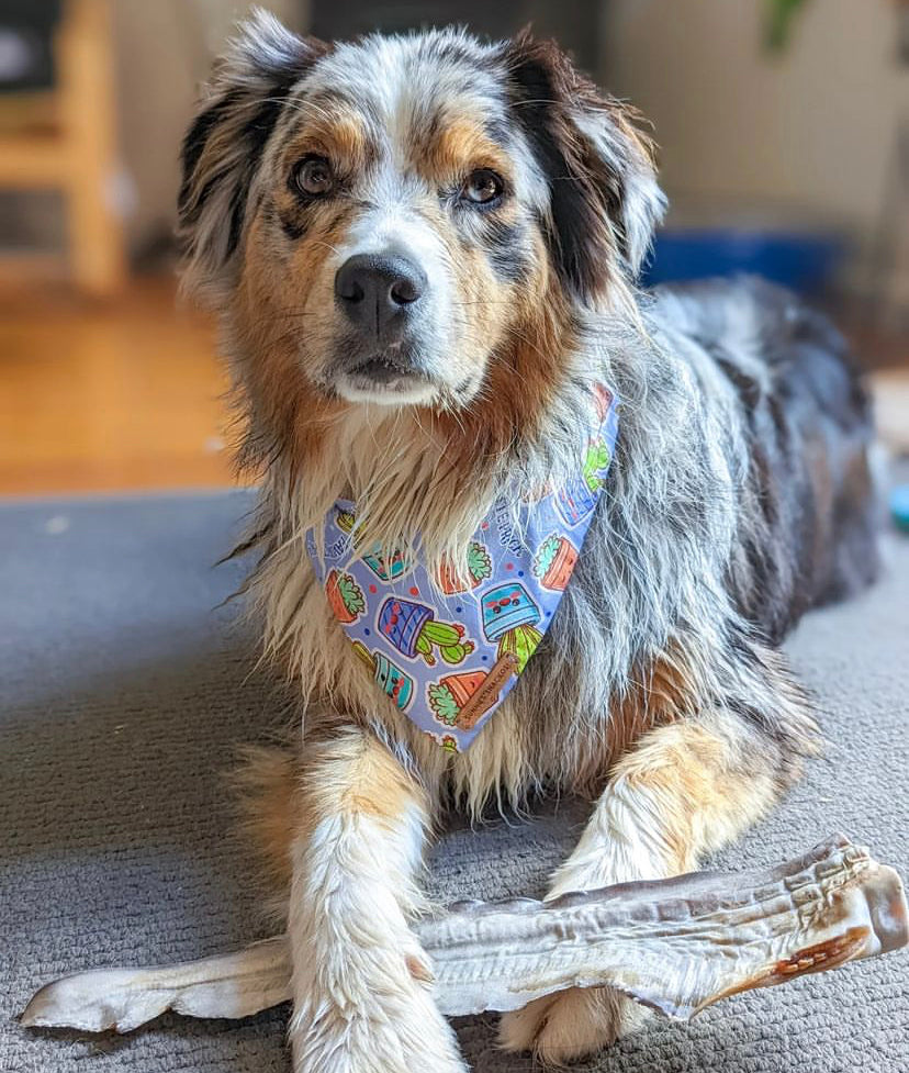 Flake Tail