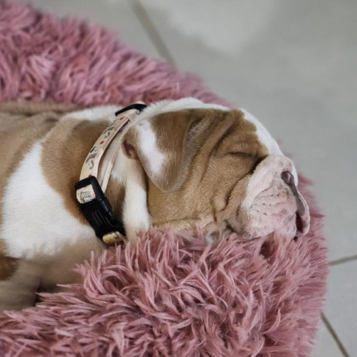 Sunnies Little Helper Collar