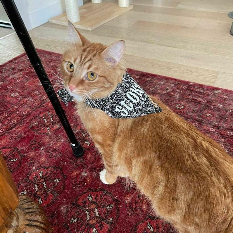 Webby Bandana