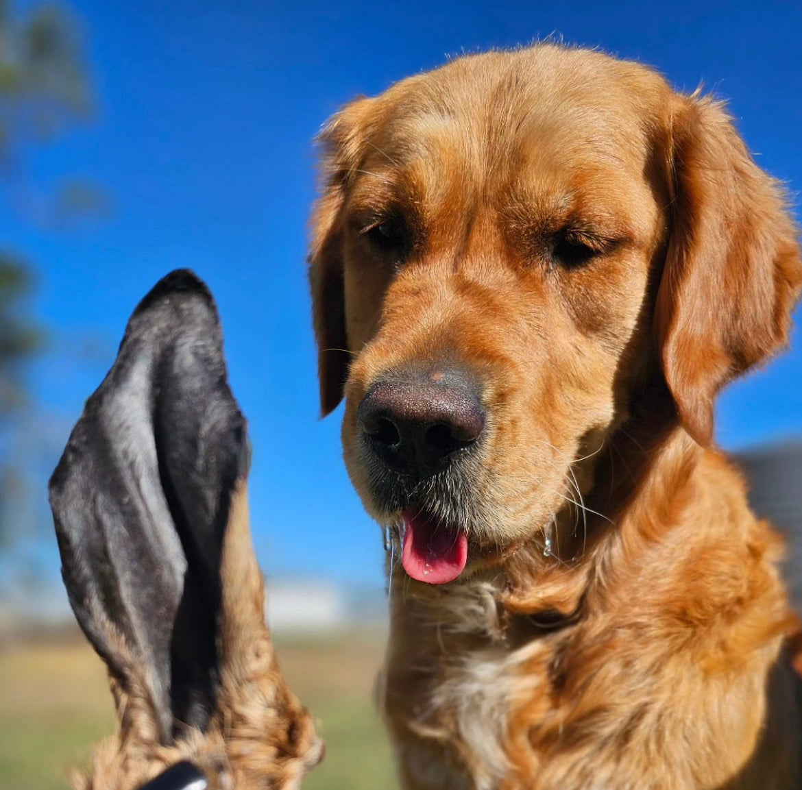 Furry Goat Ears